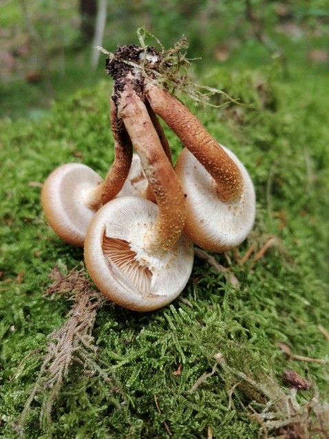 Kuehneromyces mutabilis