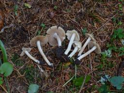 Inocybe umbratica