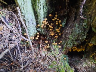 Xeromphalina campanella