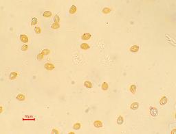 Armillaria mellea