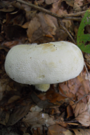 Lactifluus vellereus