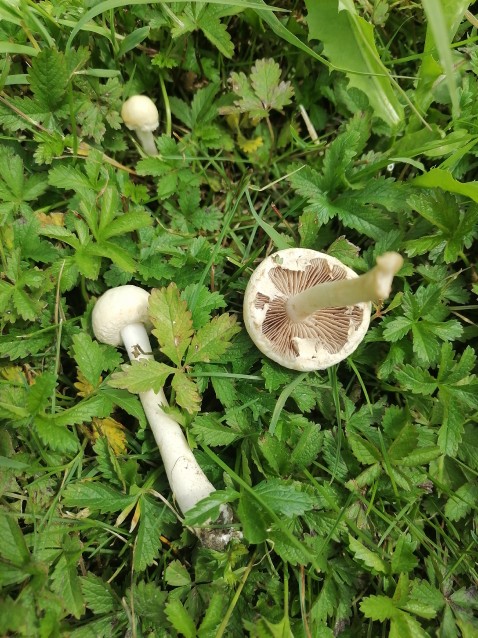 Agrocybe dura