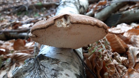 Fomitopsis betulina