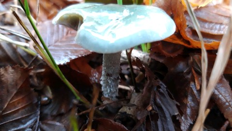 Stropharia caerulea