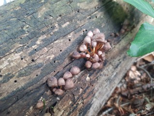 Mycena renati