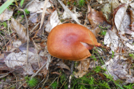 Cortinarius semisanguineus