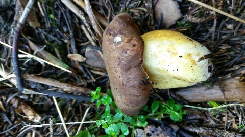 Butyriboletus appendiculatus