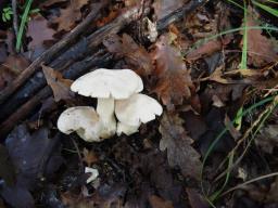 Entoloma sinuatum