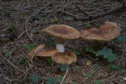 Russula grata