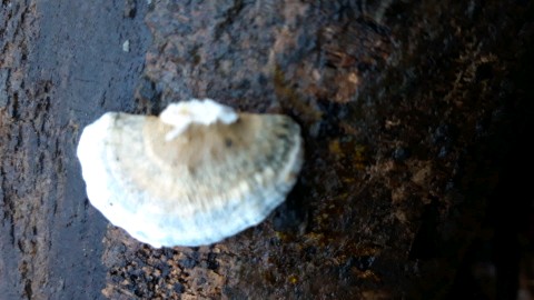 Cyanosporus subcaesius