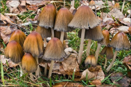 Coprinellus micaceus