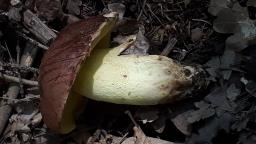 Butyriboletus appendiculatus