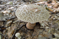 Amanita rubescens