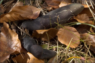 Xylaria polymorpha