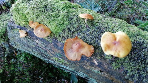 Pholiota astragalina