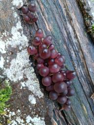 Mycena haematopus