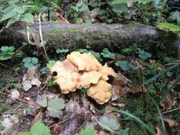 Cantharellus amethysteus