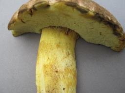 Butyriboletus roseogriseus