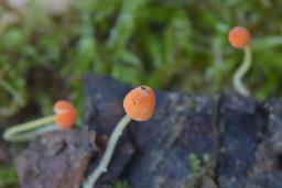 Mycena acicula