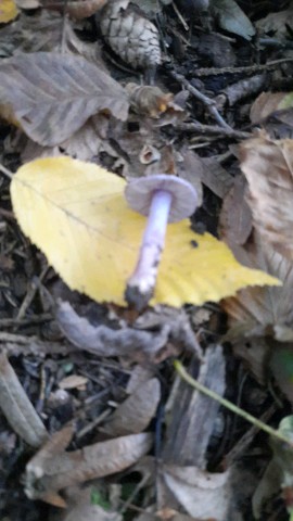 Inocybe geophylla var. lilacina