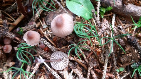 Mycena haematopus