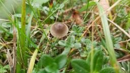 Mycena leptocephala