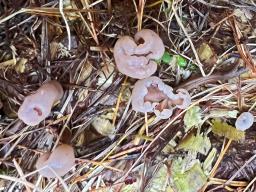 Cudonia circinans
