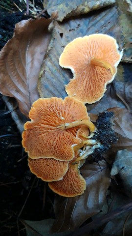 Hygrophoropsis aurantiaca