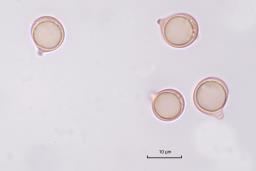 Amanita submembranacea