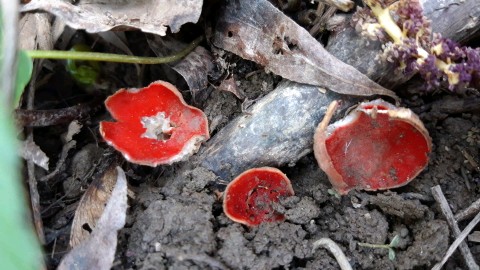 Sarcoscypha coccinea