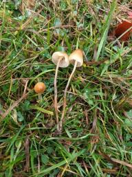 Psilocybe semilanceata