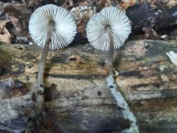 Mycena cinereopileata