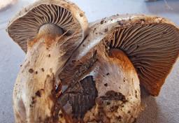 Cortinarius infractus