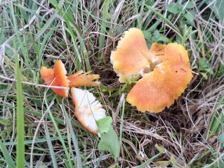 Hygrocybe intermedia