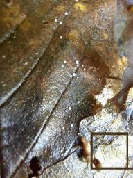 Apiognomonia hystrix