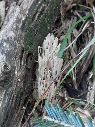 Artomyces pyxidatus