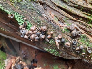 Lycogala epidendrum