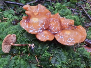 Kuehneromyces mutabilis