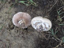 Agaricus bernardii