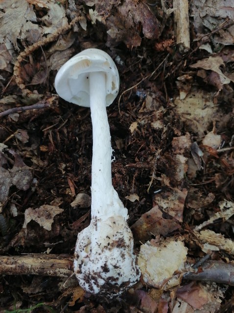 Amanita virosa