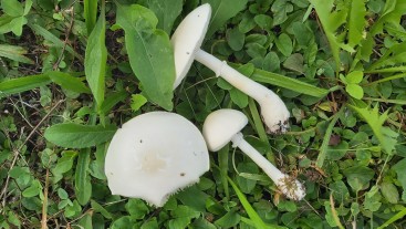 Leucoagaricus leucothites