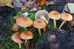 Pholiota carbonaria