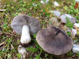 Tricholoma terreum