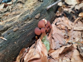 Mycena renati