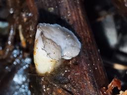 Cudoniella tenuispora