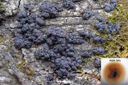 Jackrogersella cohaerens