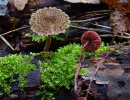 Melanophyllum haematospermum