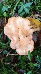 Lactarius salmonicolor