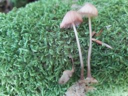 Mycena sanguinolenta