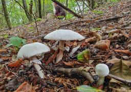 Agaricus sylvicola